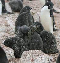 Adelie penguins in Antarctica