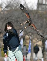 Hawk flight show at Himeji Castle