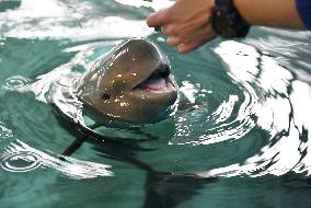 Baby porpoise at western Japan aquarium