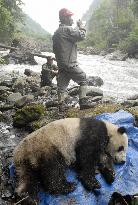 Giant panda missing from conservation center rescued