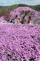 Moss phlox in full bloom in Hokkaido