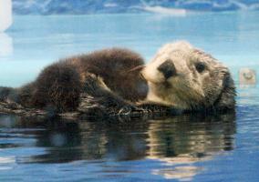 Baby Russian sea otter shown off at Tokyo aquarium