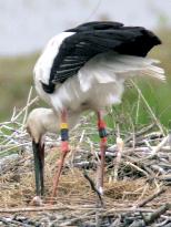 Stork egg hatches naturally in the wild