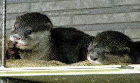 Oriental small-clawed otter cubs put on pubic display