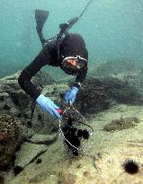 Diver catches sea urchins to save seaweed