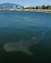 Whale shark in Tsuruga Bay