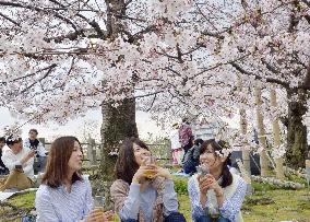 Cherry blossoms in full bloom in Fukuoka
