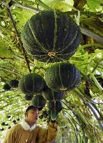 "Flying pumpkins" ripe enough for harvest in Hokkaido