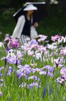 Japanese irises to be in full bloom at Tokyo park