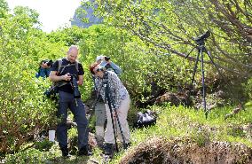 Wild bear watching attracts hikers to Hokkaido national park