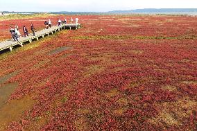 Lake Notoro in Hokkaido painted with red glassworts