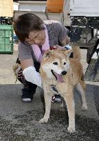 Dog found alive in landslide rubble in Japan