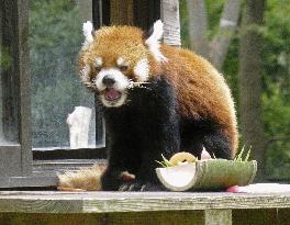 Red panda at Chiba zoo