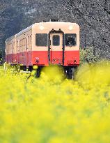 Train in flower field in eastern Japan