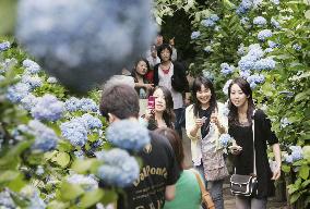 Visitors enjoy hydrangeas in Kamakura