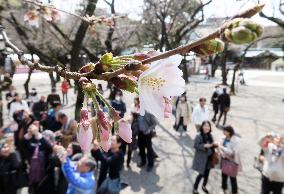 Cherry blossom blooms in central Tokyo