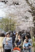 Cherry blossoms in full bloom in central Tokyo