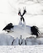 Red-crowned cranes on Hokkaido feeding ground