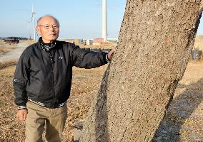 Pine that survived 2011 disaster in Fukushima