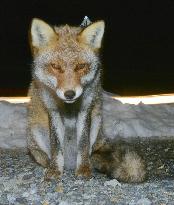 Wild animals at nuclear disaster sites