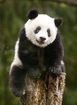 Giant panda cub Xiang Xiang at Tokyo zoo