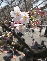 Cherry blossoms at Tokyo shrine