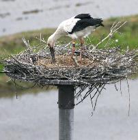 Stork egg hatches naturally in the wild