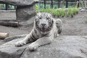 White tigers on display at Kagoshima zoo