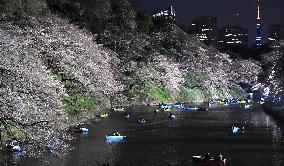 Cherry blossoms over Chidorigafuchi moat in central Tokyo