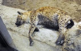 Hyena at zoo in northern Japan