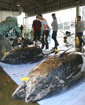 Massive 308-kg bluefin tuna in Japan