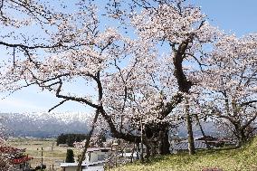 Cherry blossoms in Yamagata