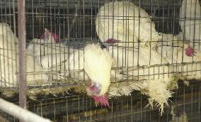 (2)Kyoto Pref. poultry farm disinfected after death of chickens
