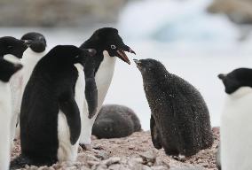Adelie penguins in Antarctica