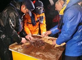 Fishing season for firefly squid starts