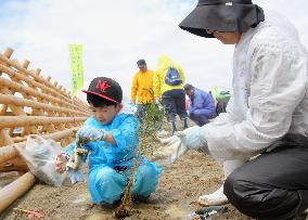 Pine tree replanting project starts in tsunami-hit Rikuzentakata