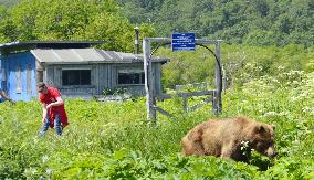 Bears' paradise in Kamchatka, Russia