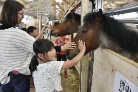 Farmer strives to preserve indigenous Japanese horses