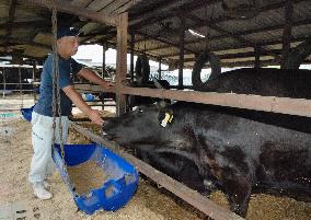 Japan's cattle shipments ban expands to Tochigi