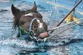 Injured racehorse swims in pool for rehabilitation