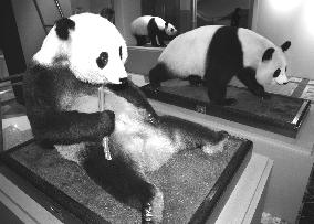 Pandas at Ueno Zoo in Tokyo