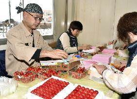 Quality Japanese cherries for year's 1st shipment