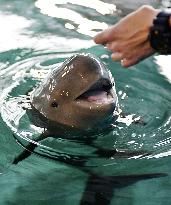 Baby porpoise at western Japan aquarium