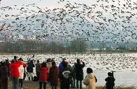 Over 50,000 geese fly to Hokkaido before going back to Siberia