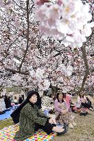 Cherry blossoms in full bloom in Fukuoka