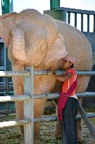 White elephants in Myanmar