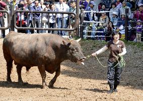 Woman in bullfighting ring in Japan