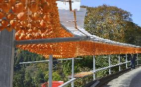 Production of skewered persimmons in western Japan