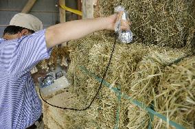 Radiation screenings of straw