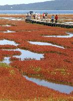 Carpet of common glasswort seen on Lake Notoro in Hokkaido